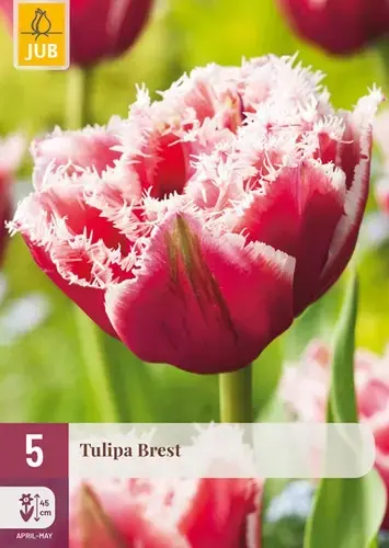 Tulpenbollen Brest - 5 stuks - Topproduct