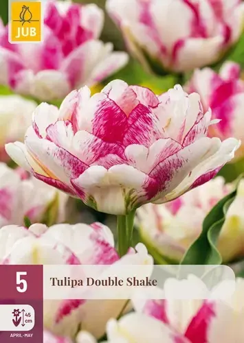 Tulpenbollen Double Shake - 5 stuks - Actie loopt bijna af