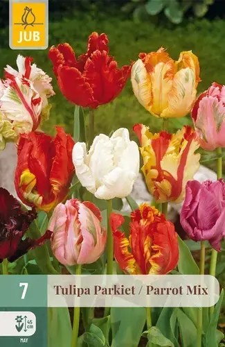 Tijdelijke actie - Tulpenbollen Parkiet Mix - 7 stuks