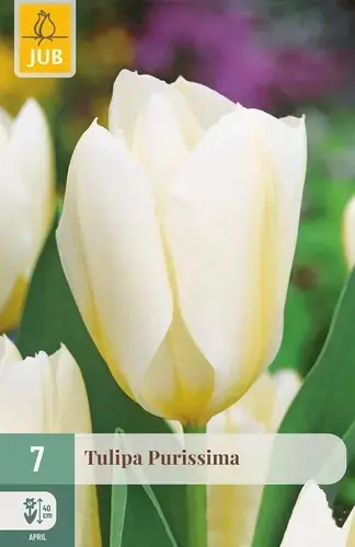 Tulpenbollen Purissima - 7 stuks - Koop vandaag