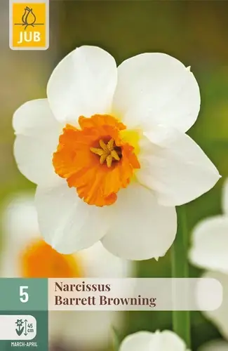 Prijs verlaagd | Narcissenbollen Barrett Browning - 5 stuks