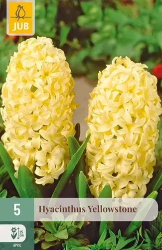 Direct leverbaar | Hyacinthenbollen Yellowstone - 5 stuks