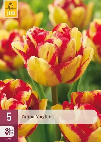 Tulpenbollen Mayfair - 5 stuks | Hoog gewaardeerd