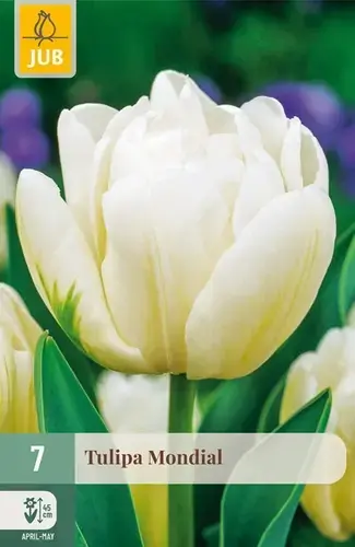 Direct bestellen - Tulpenbollen Mondial - 7 stuks