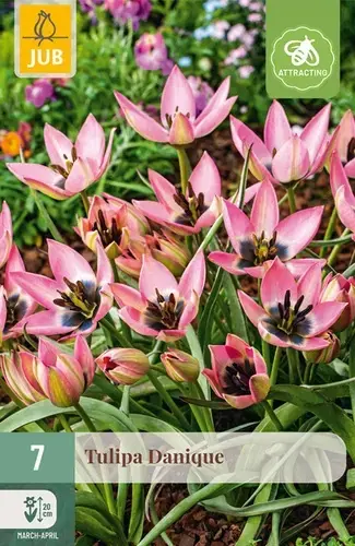 Tulpenbollen Danique - 7 stuks - Alleen vandaag