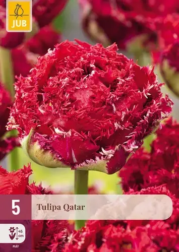 Tulpenbollen Qatar - 5 stuks - Trending