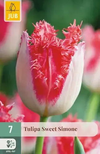 Korting - Tulpenbollen Sweet Simone - 7 stuks