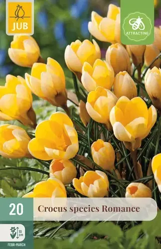 Nieuw in het assortiment | Crocus Romance - 20 bloembollen