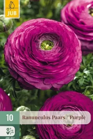 Actieprijs - Ranunculus Paars - 10 bloembollen
