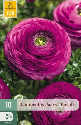 Actieprijs - Ranunculus Paars - 10 bloembollen