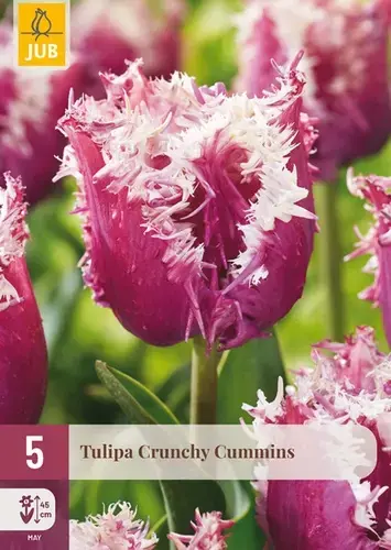 Laatste stuks | Tulpenbollen Crunchy Cummins - 5 stuks