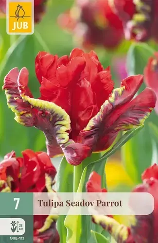 Tulpenbollen Seadov Parrot - 7 stuks | Speciale aanbieding