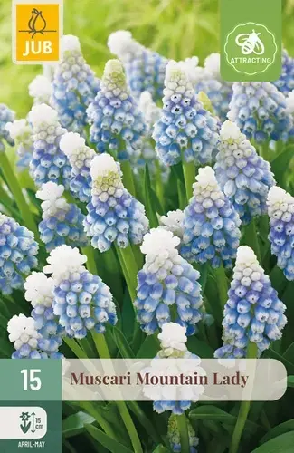 Muscari Mountain Lady - 15 bloembollen - Superprijs