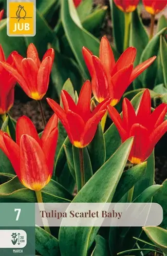 Tulpenbollen Scarlet Baby - 7 stuks | Topprijs