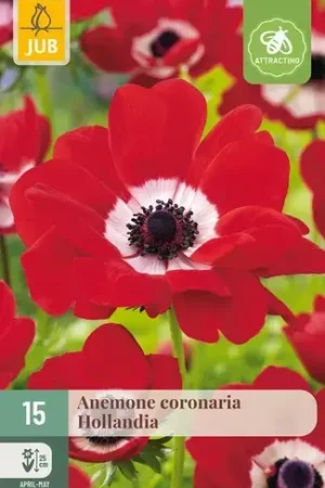 Anemone Coronaria Hollandia - 15 stuks - Erg populair