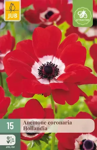 Anemone Coronaria Hollandia - 15 stuks - Erg populair