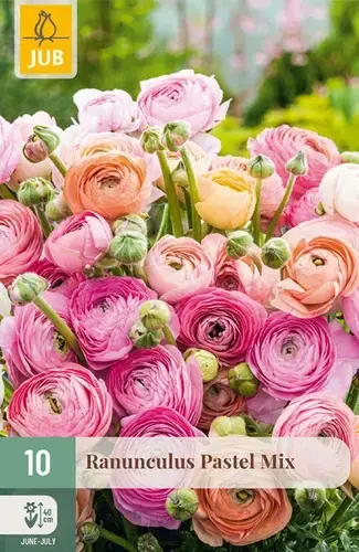 Nieuw in het assortiment - Ranunculus Pastel Mix - 10 bloembollen
