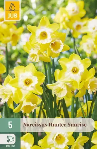 Narcissenbollen Hunter Sunrise - 5 stuks | Nieuw gelanceerd