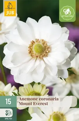 Tijdelijk aanbod | Anemone Coronaria Mount Everest - 15 bloembollen