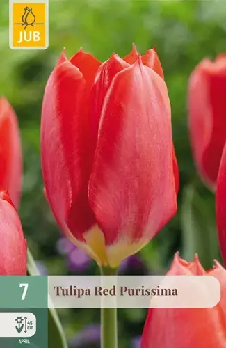 Tulpenbollen Red Purissima - 7 stuks - Speciale aanbieding