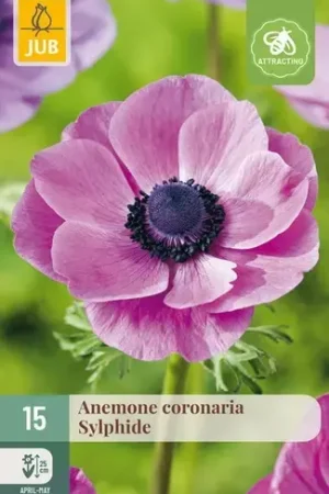 Anemone Coronaria Sylphide - 15 bloembollen - Uitverkoop