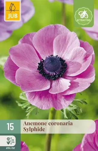 Anemone Coronaria Sylphide - 15 bloembollen - Uitverkoop