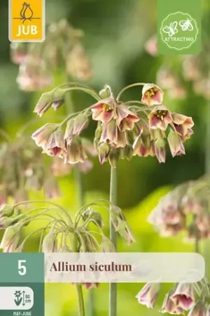Alliumbollen Siculum - 5 stuks - Actieprijs