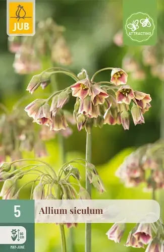 Alliumbollen Siculum - 5 stuks - Actieprijs