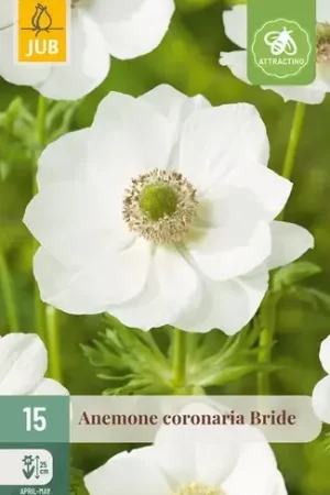 Aanbieding - Anemone Coronaria Bride - 15 bloembollen