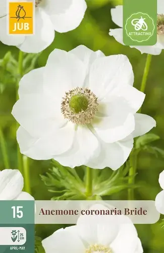 Aanbieding - Anemone Coronaria Bride - 15 bloembollen