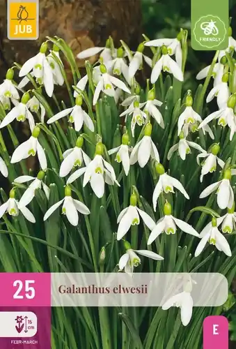 Direct beschikbaar | Galanthus elwesii - 25 bloembollen