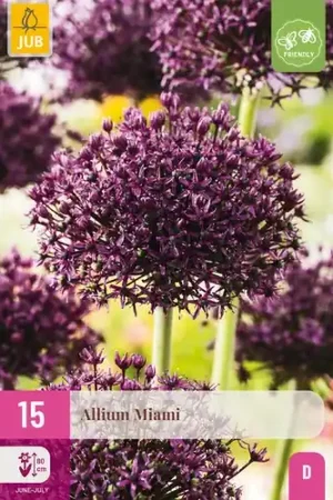 Allium Miami - 15 bloembollen - Veel voordeel