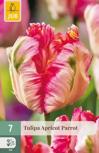 Tulpenbollen Apricot Parrot - 7 stuks | Nieuw binnengekomen