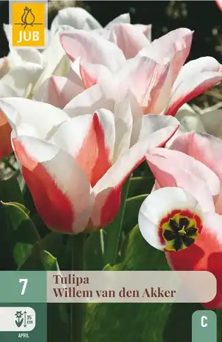 Direct beschikbaar - Tulpenbollen Willem Van Den Akker - 7 stuks