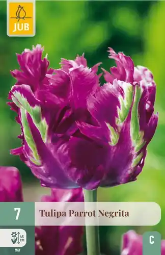 Tulpenbollen Parrot Negrita - 7 stuks | Zojuist toegevoegd