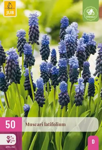 Muscari Latifolium - 50 bloembollen - Favoriet van klanten