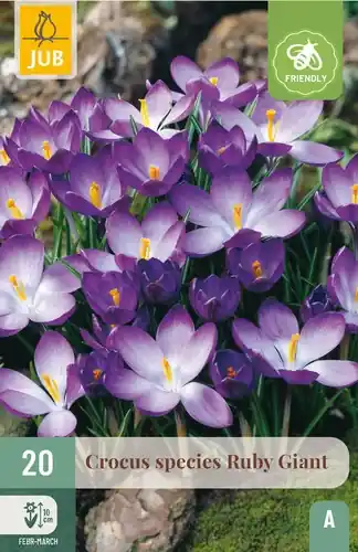 Populair bij klanten | Crocus Ruby Giant - 20 bloembollen
