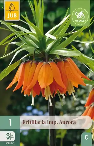 Fritillaria Aurora - 1 bloembol - Meest verkocht