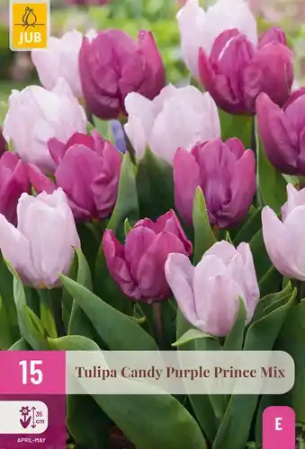 Tulpen Candy Purple Prince Mix - 15 bloembollen | Nieuwe release