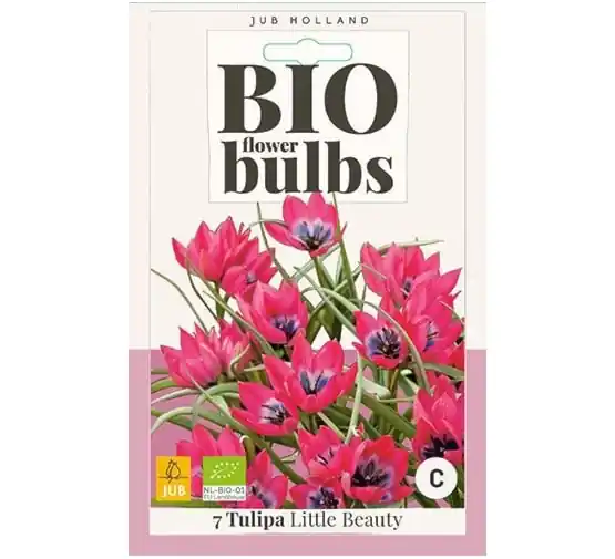 Tulpenbollen Little Beauty - 7 stuks | Direct bestellen