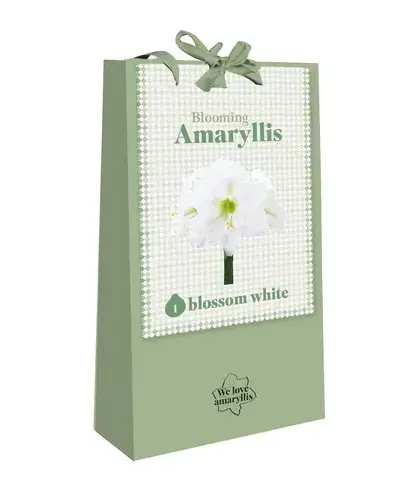 Professionele kwaliteit | We Love Amaryllis Wit - 1 bloembol
