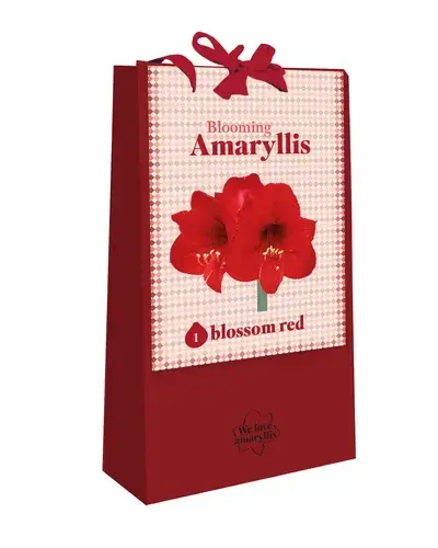 Veel gevraagd | We Love Amaryllis Rood - 1 bloembol