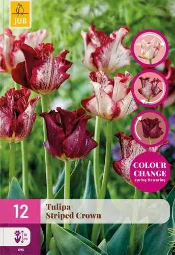 Tulpenbollen Striped Crown - 12 bloembollen | Lage prijs