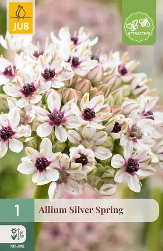 Extra korting - Allium Silver Spring - 1 bloembol