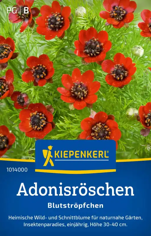 Kiepenkerl Zomeradonis "Blutströpfchen" | Topproduct