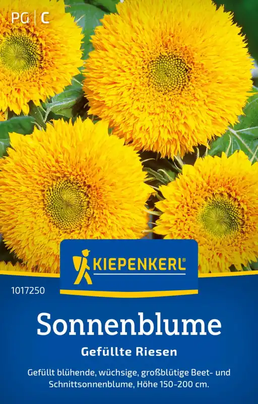 Kiepenkerl Zonnebloem "Gefüllte Riesen" - Erg populair