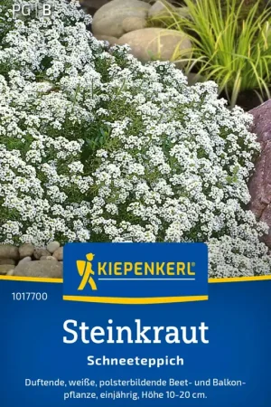 Direct bestellen - Kiepenkerl Schildzaad "Schneeteppich"