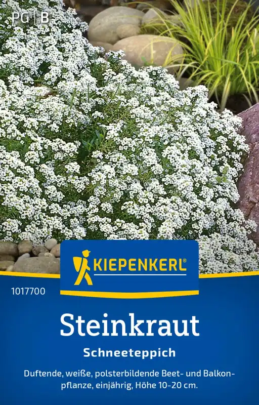 Direct bestellen - Kiepenkerl Schildzaad "Schneeteppich"