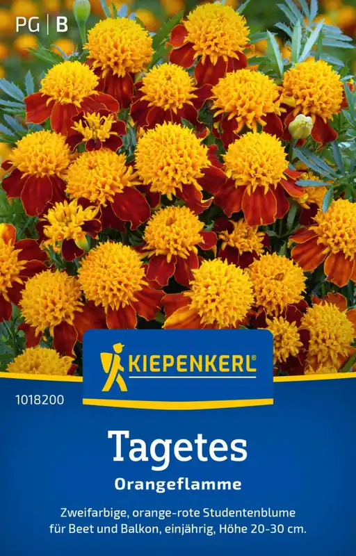 Kiepenkerl Goudsbloemen "Orangeflamme" | Beste prijs