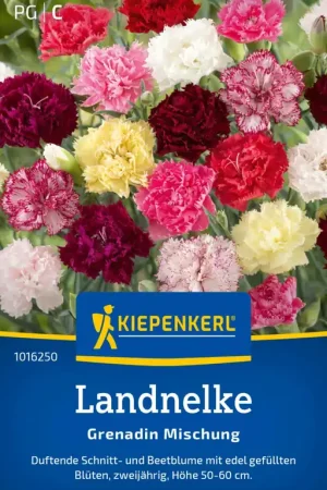 Hoge kwaliteit | Kiepenkerl Anjers "Grenadin Mischung"